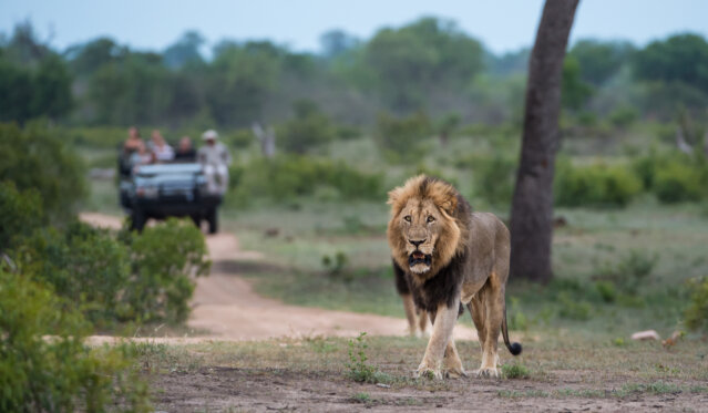 Sabi Sabi Private Game Reserve I Safari (23)